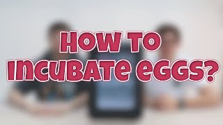 How to incubate dwarf sand gecko eggs (+ Exo Terra Incubator Review)!