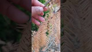 Are my trees DEAD?? Golden Dawn Redwood