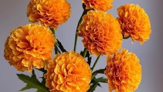 گیندے یا میری گولڈ کو پنیری سے اگانے کا طریقہ Growing Marigold from seedling