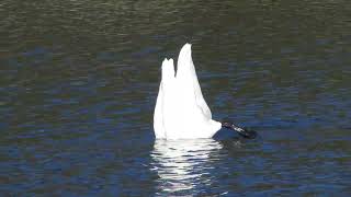 "Dipping Swans" at Turnbull National Wildlife Refuge