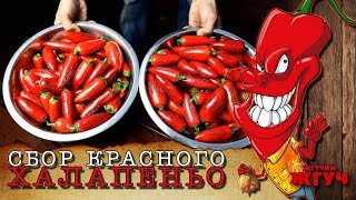 Урожай перца Халапеньо. Красный сбор.