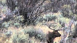 Sage Brush Bulls - Colorado 2015