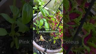 Two plants that thrive in a hanging basket