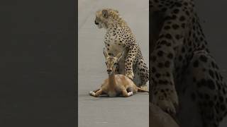 young cheetah makes its first kill #shorts /#wildlife