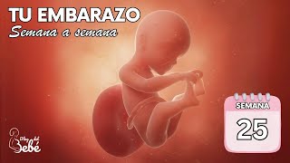 ❤️ Semana 25 de embarazo 🤰 Síntomas, consejos y desarrollo del bebé | El embarazo semana a semana