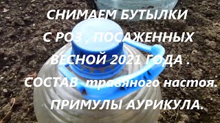 СНИМАЕМ БУТЫЛКИ С РОЗ , ПОСАЖЕННЫХ ВЕСНОЙ 2021 ГОДА .СОСТАВ  травяного настоя. ПРИМУЛЫ АУРИКУЛА.