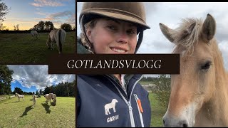 Stallvlogg - Häng med till Gotland!