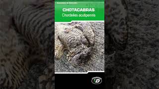 CHOTACABRAS - El ave nocturna de Ventanilla