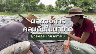 ผลจากการคลุมดินก่อนทำนาแบบไม่ไถพรวน | Udon Organic Farm