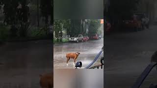 Dogesh fun with rain 🌧🌧🌧🥰🥰🥰😍