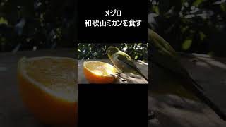 メジロ。 動画はコメント欄からどうぞ