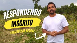 RESPONDENDO INSCRITO + ATUALIZAÇÃO DA PLANTAÇÃO DE FRAMBOESAS NEGRAS