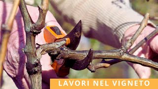 Vigneto dalla barbatella alla potatura vite tralcio che piange legatura bio vendemmia meccanica