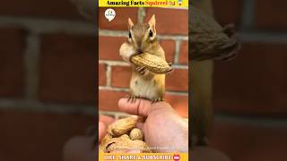 Amazing Facts Squirrel 🐿️😱 #shorts #shorts_viral