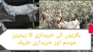 Pakistan goat. Bakrion ki kharidari ka behtreen mosam aur kis kism ki bakrian khareedni chai.