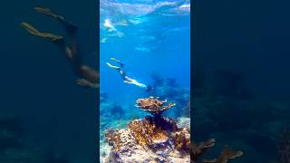 Snorkelling in Guadeloupe 🐠⛵️ our newest video is out about our stop in Guadeloupe’s Pigeon Island