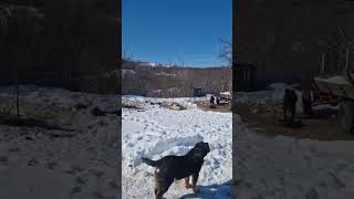 Carpatien Hunden draußen leben im Winter sowie Sommer ohne Hundehütte