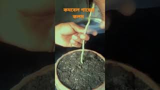 কদবেল গাছের কলম #shot video