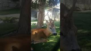 Close look of roe deer