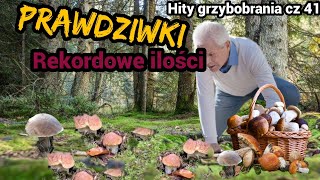 Prawdziwki 100% ależ miejscówka, piękne i grube borowki