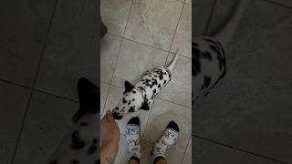 Никогда не думал, что обучать собаку - это так увлекательно 🤍 #далматин #dalmatiandog #команды