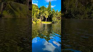 Soothing Sights & Sounds #shorts #nature  #naturelovers #hawaii #river