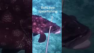 great snipe spearfishing bulls eye,@jonathansascvlog