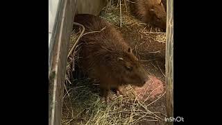 Visiting the Animals at Biodome Montreal Canada