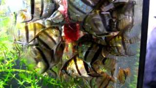 Angelfish Eating Blood Worms