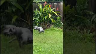 Zoomies 🌪️ #chinesecresteddog #zoomies #tropical #rain