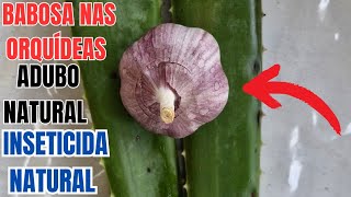 🟣COMO FAZER ADUBO E INSETICIDA NATURAL PARA ORQUÍDEAS E PLANTAS EM GERAL