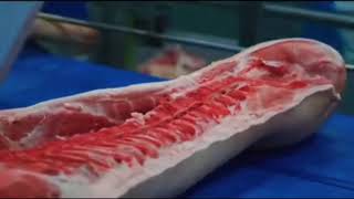 #MixedVideos | Amazing Pork Meat Production | Farm to Supermarket…