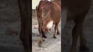 #buffalo #cow #animals #farming #buffalovideo #beetalgoats #cowfarms #cowfarms #cowboys #cowvideos