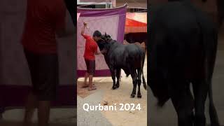 Qurbani 2024 | Asad Cow