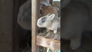 Cute Baby Bunnies #rabbit