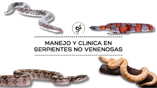 Di un CURSO sobre SERPIENTES no venenosas 🐍🤯 | Manejo, Ultrasonido y casos clínicos ‼️ | MedVet