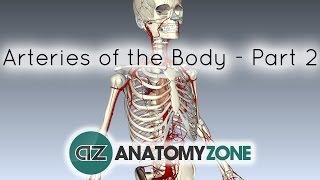 Arteries of the body - PART 2 - Anatomy Tutorial