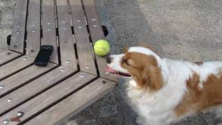 Bailey at the dog run