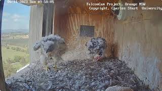 FalconCam 2023 11 05 Tug of war