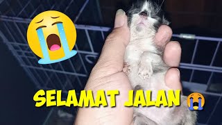 JURNAL KUCING #38 : SELAMAT JALAN SAYANG!! SEMOGA TENANG 😭