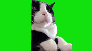 Cat Scratch Fever Meme Green Screen Chroma Key Template