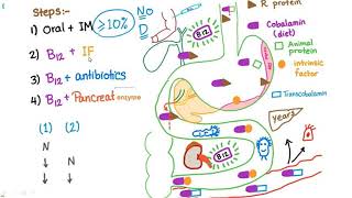 12 Vitamin B12 Deficiency part 2