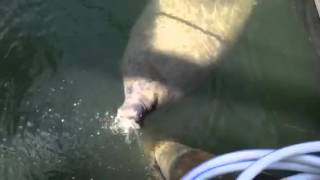 Manatee drinking at Miami Beach