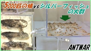 蟻戦争Ⅲ＃76 「シルバーフィッシュ」の大群vs逆襲のケアリ～敵侵入！巣に響き渡る敵襲警報！～編～100 silverfishes vs 5000 ants～