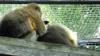 Monkeys Grooming Each Other