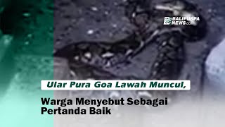 Ular Pura Goa Lawah Muncul, Warga Menyebut Sebagai Pertanda Baik