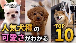 【全員可愛】人気犬種TOP10の可愛さがわかる解説