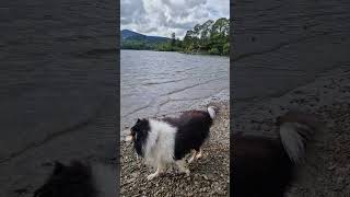 Lakes Bark Lark with Uther & Bevan - playing fetch at Derwent Water.