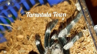 Tarantula rehoming video (Nhandu chromatus)