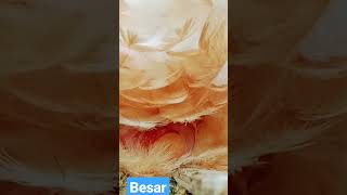 Besar Telur Ayam ini#shorts #trending #viral #youtubeshorts #youtube #youtuber #telurayam